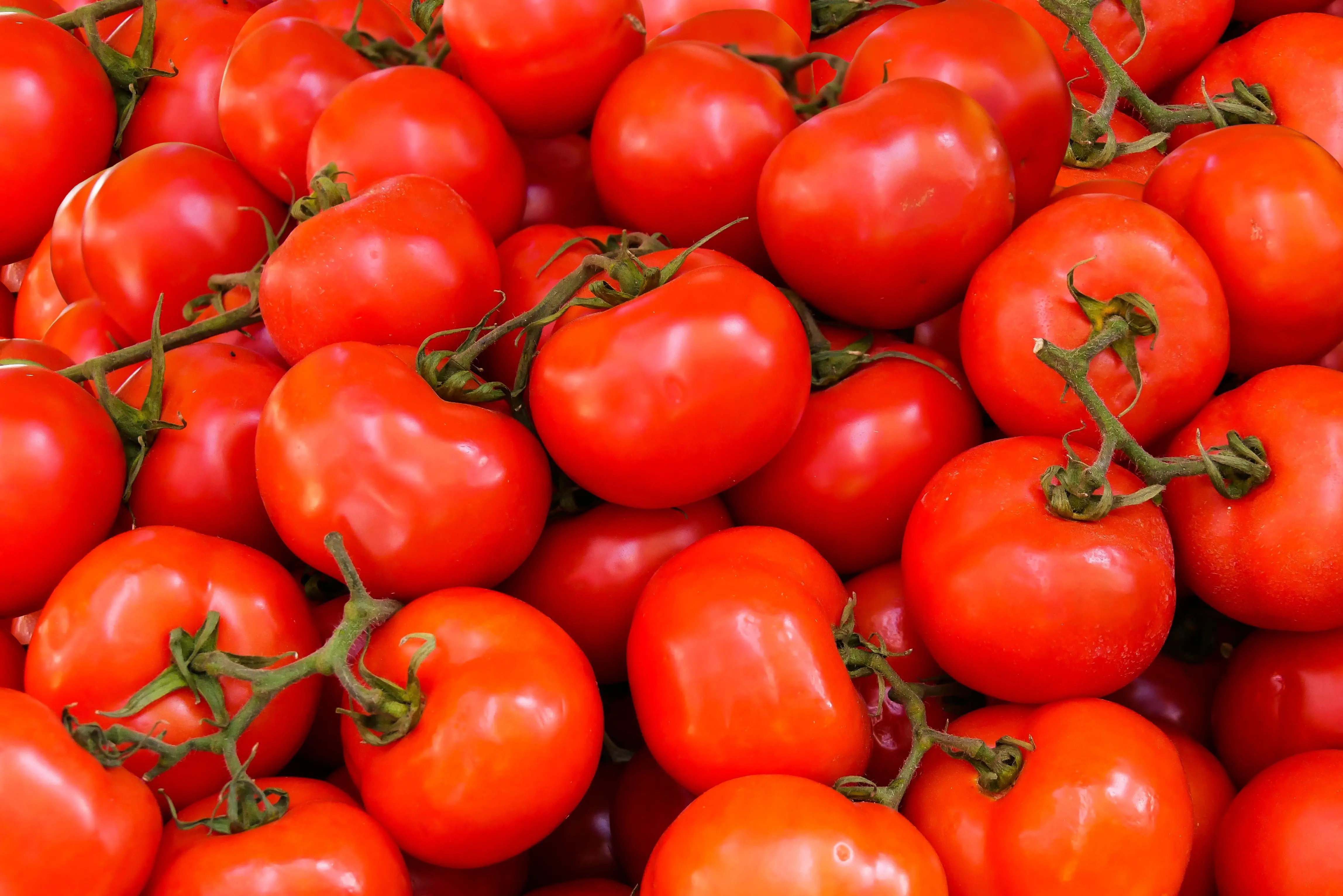 ilustrasi tomat merah