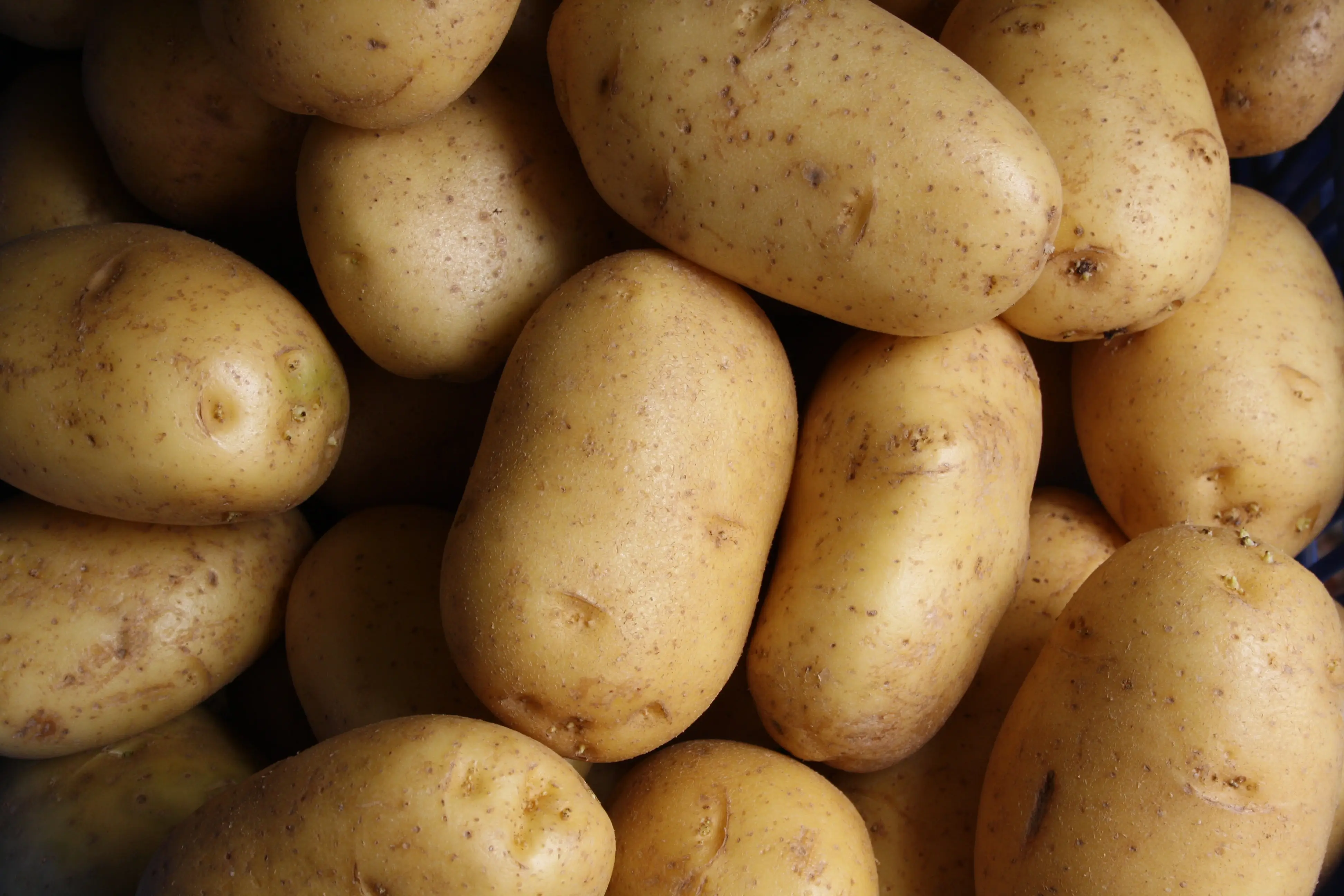 ilustrasi kentang