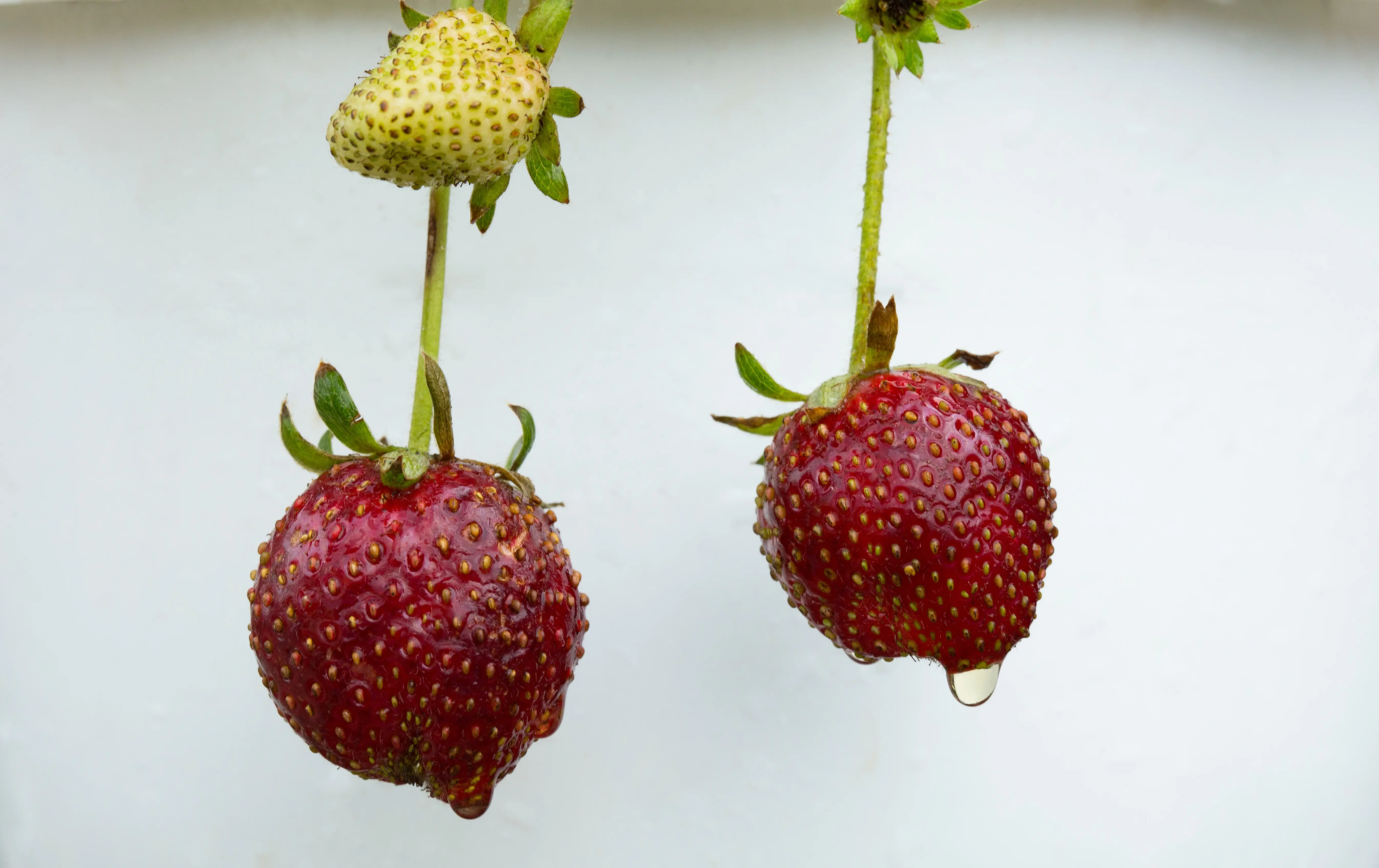 Buah strawberry merah