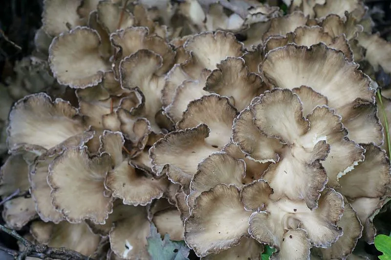 jamur maitake yang bisa dimakan