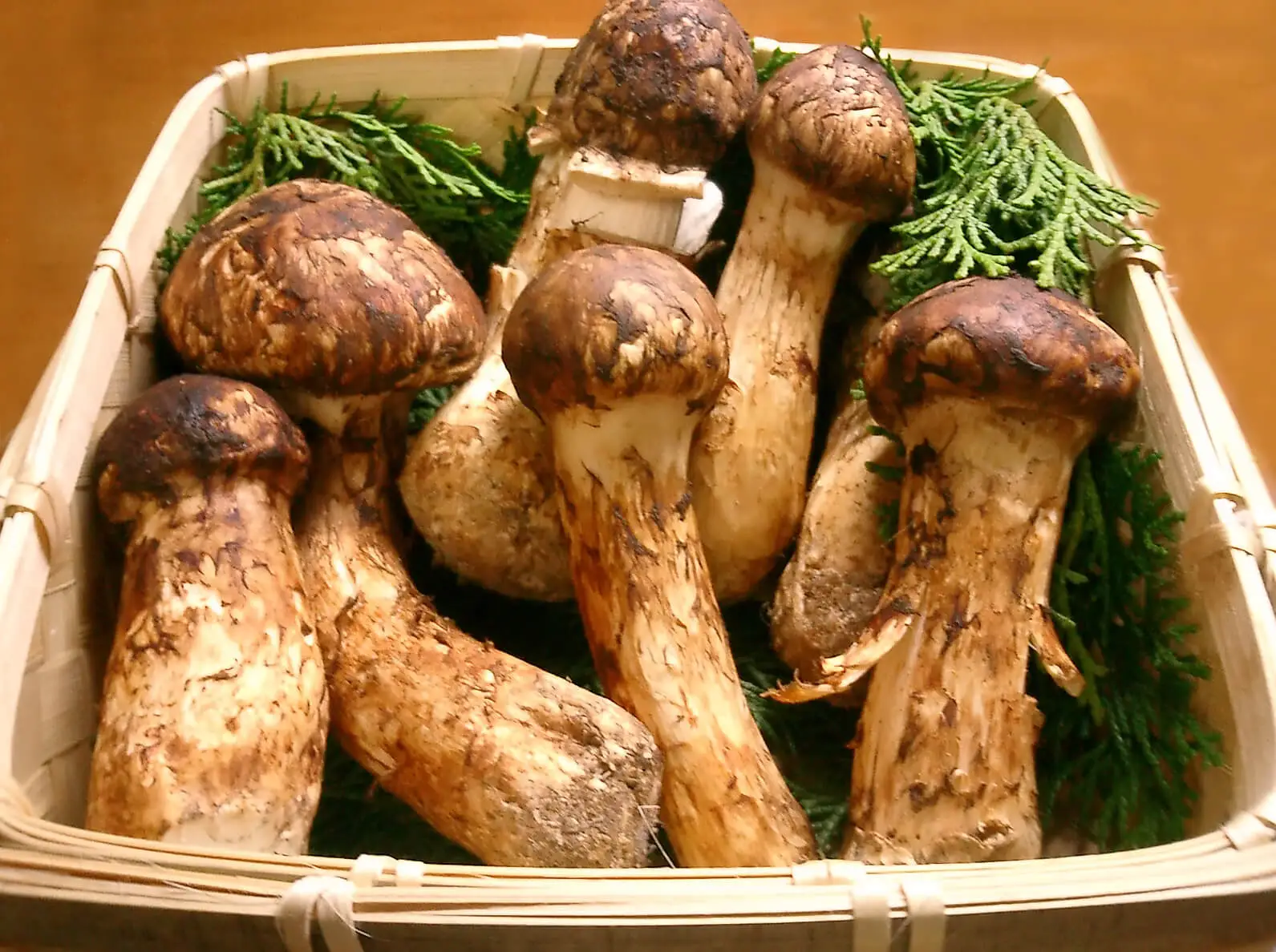 jamur matsutake yang bisa dimakan