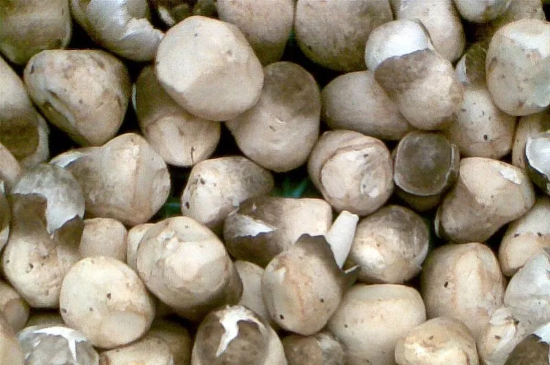 jamur merang yang bisa dimakan
