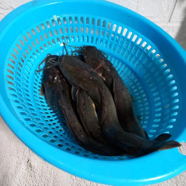 Lumuri ikan lele dengan garam. Kemudian bersihkan kotoran dan lendirnya. Selanjutnya cuci dan lumuri dengan jeruk nipis.