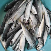 Bersihkan ikan, cuci bersih dan lumuri dengan garam