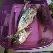 Bersihkan ikan lalu cuci bersih.