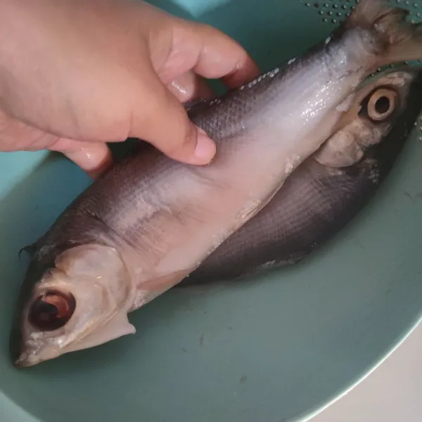 Tekan-tekan perlahan ikan bandeng dengan jempol, hingga daging di dalamnya lumat.