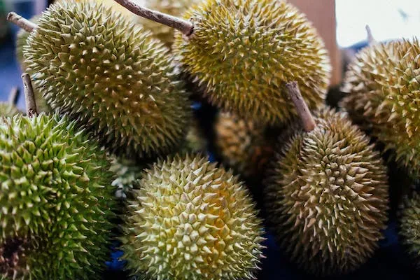 Jenis durian terenak dan terpopuler