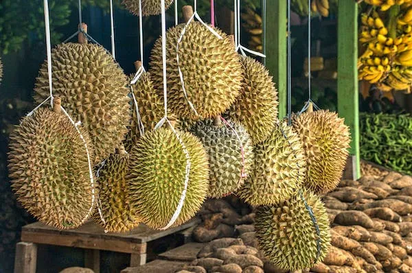 Durian terenak dan terpopuler