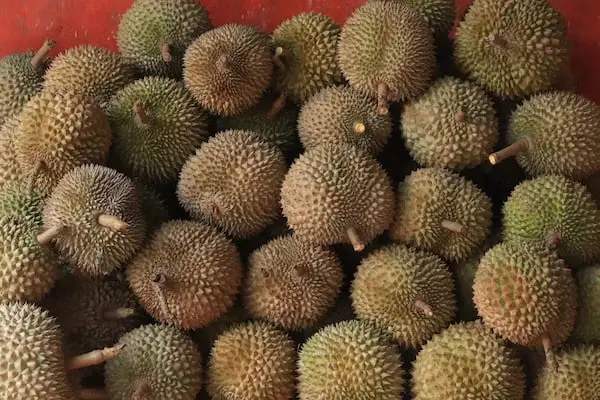Jenis durian terenak dan terpopuler