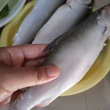 Bersihkan ikan bandeng, tekan-tekan dengan jempol sampai daging ikan lumat.