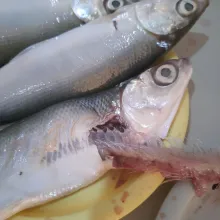 Keluarkan tulang duri dari bagian leher ikan bandeng.