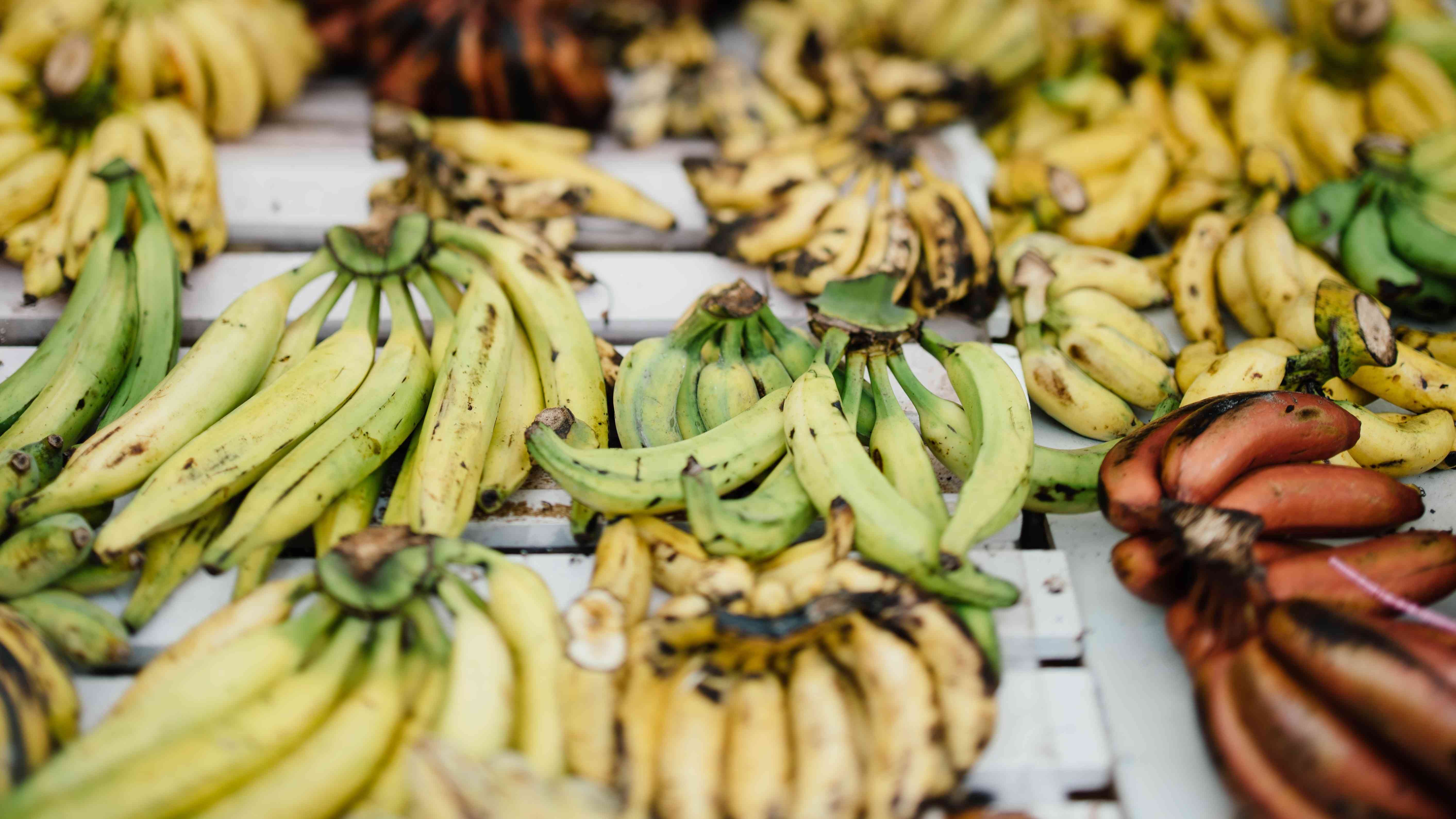 10 Jenis Pisang Di Indonesia, Ciri Khas Dan Cara Mengolahnya