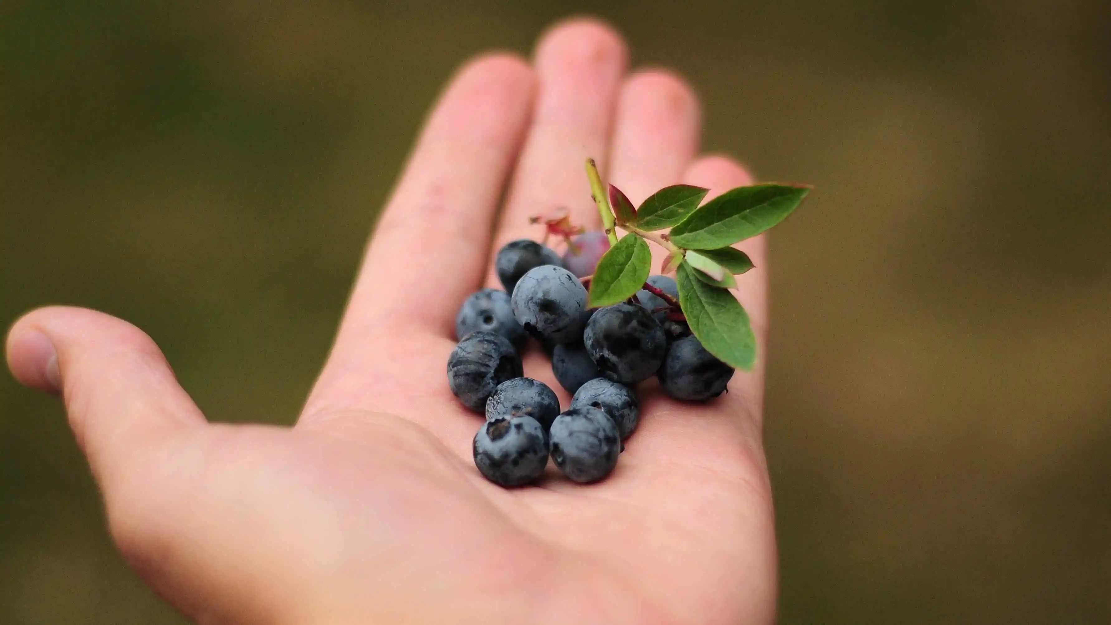 potret blueberries