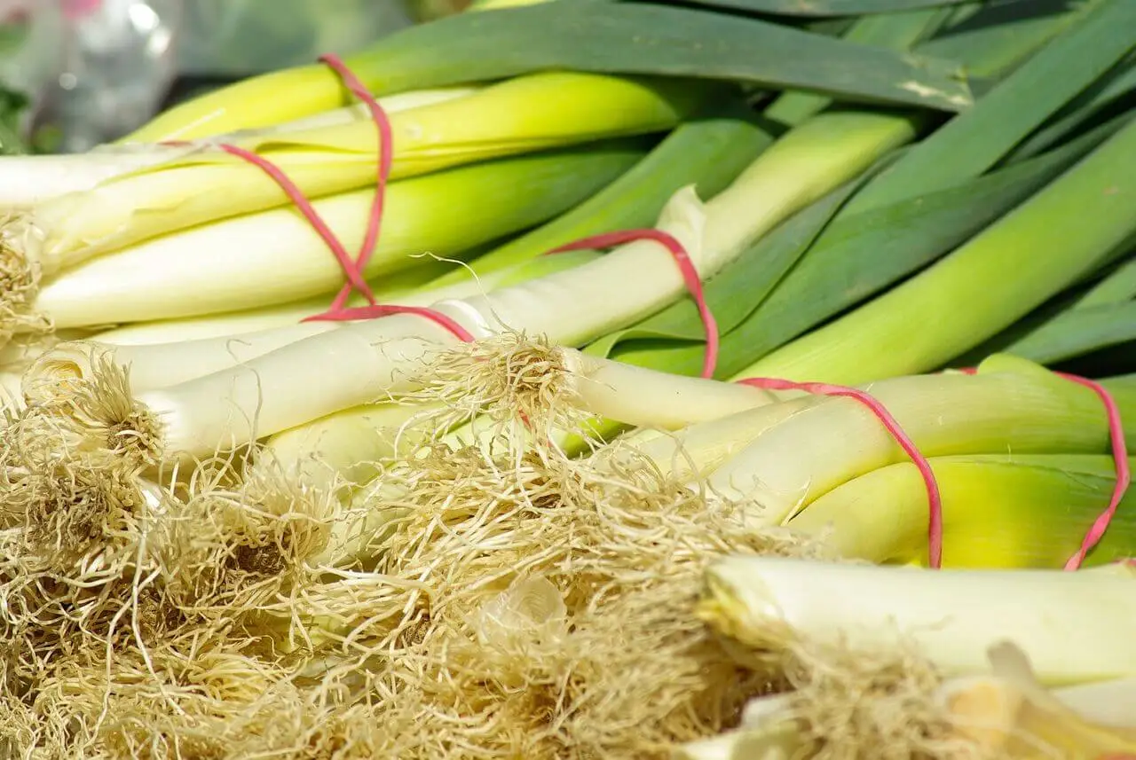 Perbedaan daun bawang dan daun prei