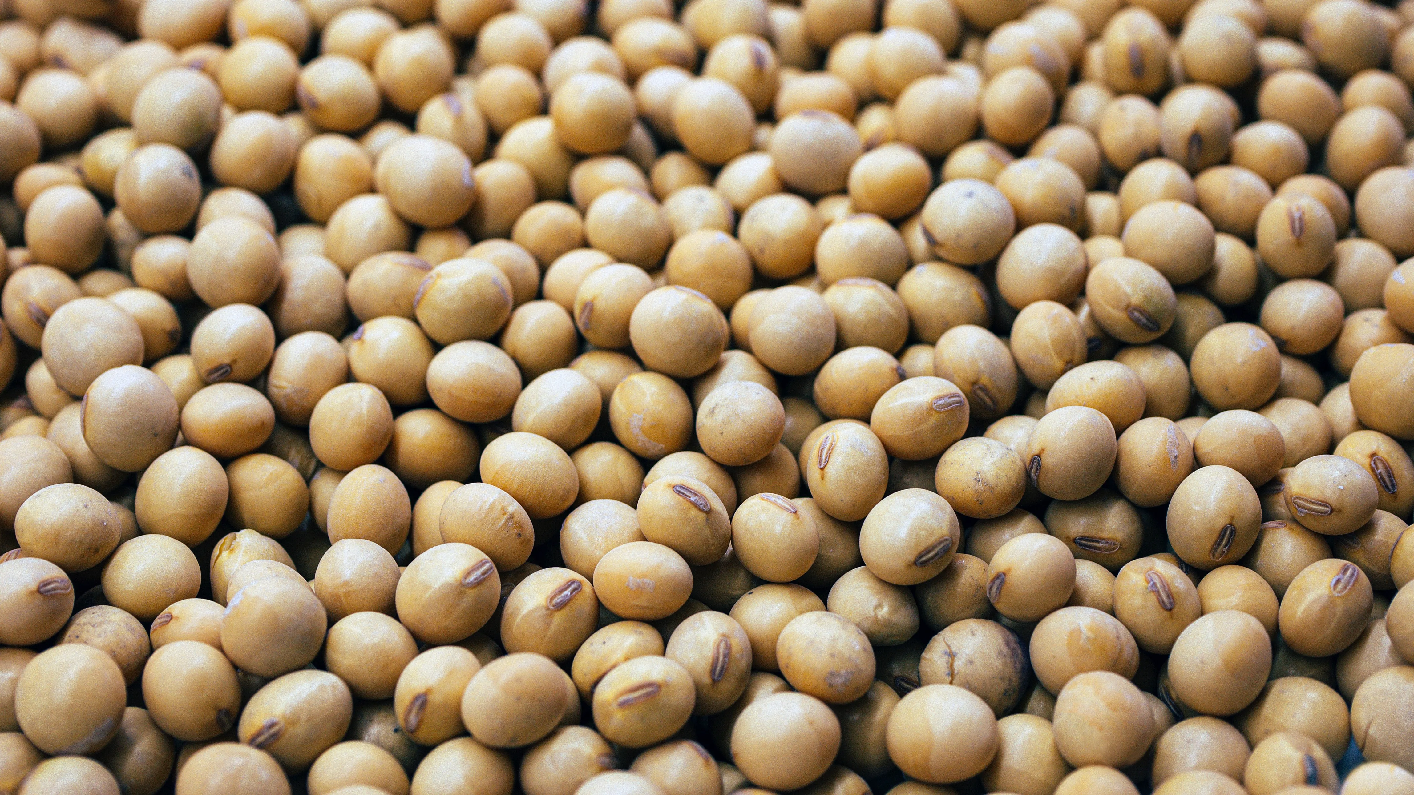 kacang kedelai mentah sumber protein murah
