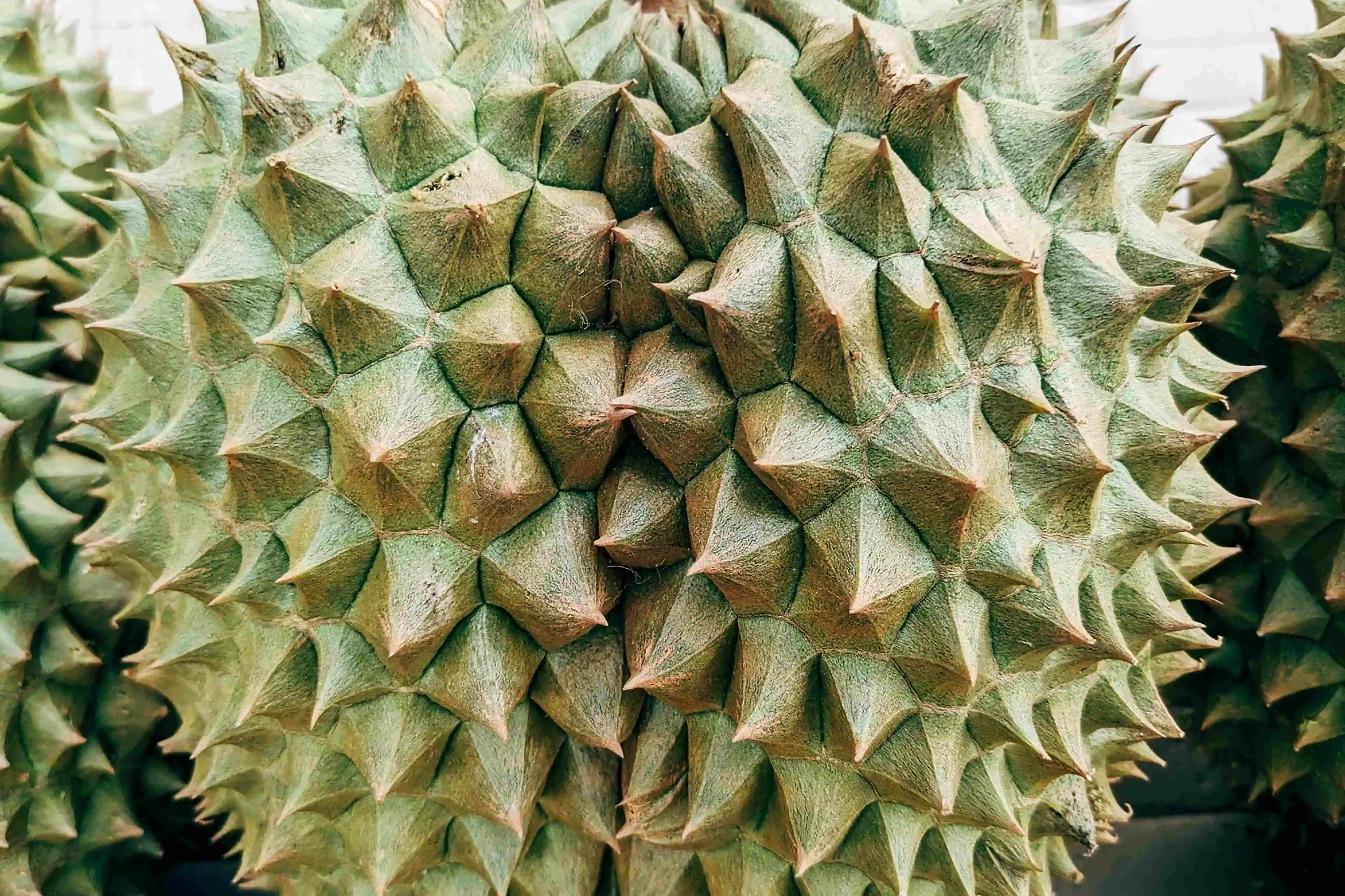 potret buah durian