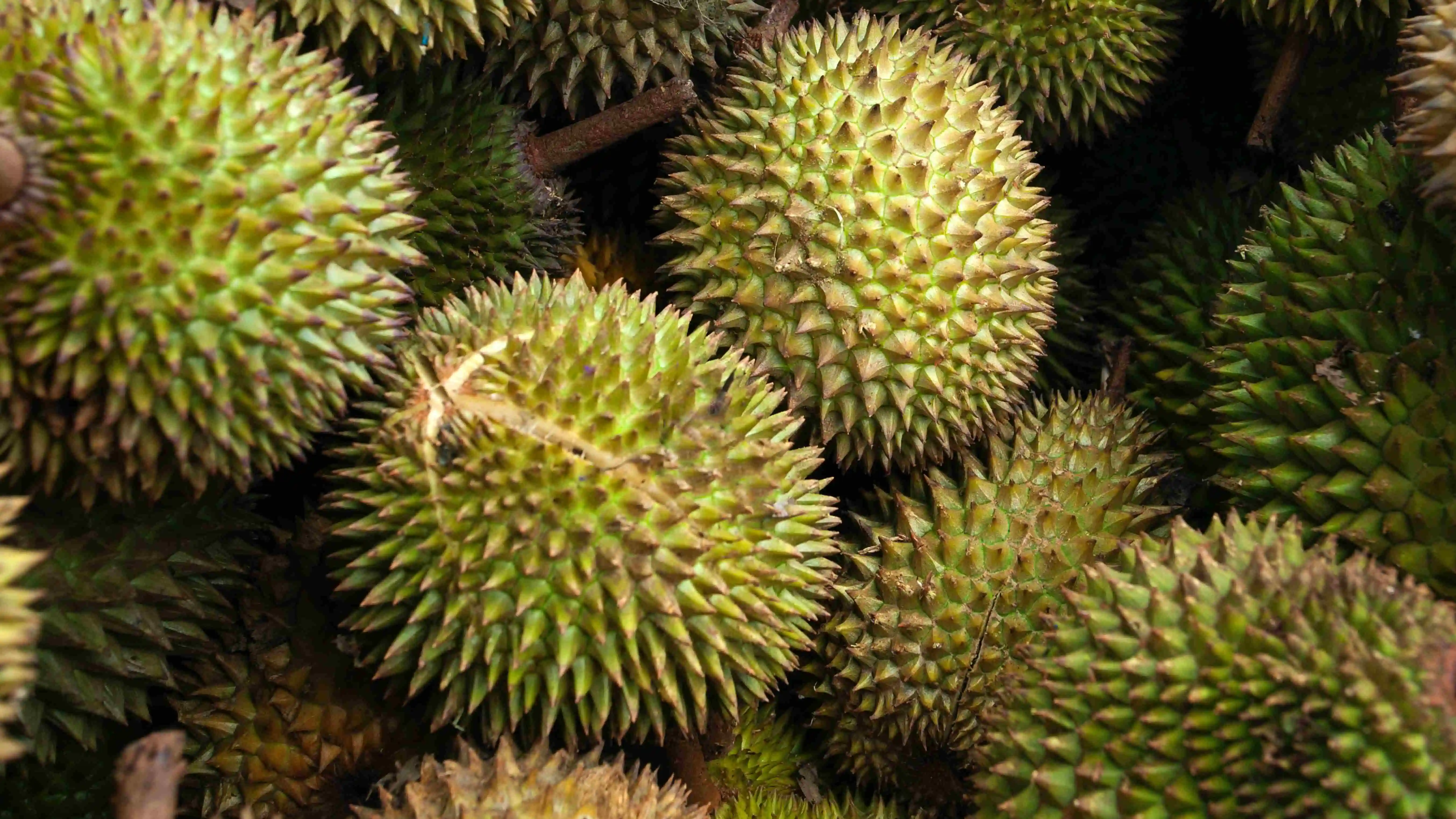 ilustrasi buah durian