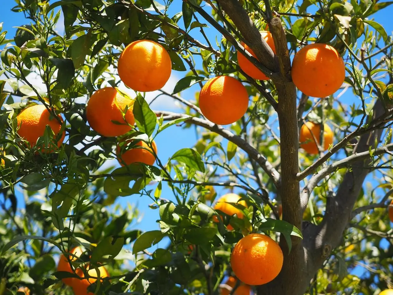 Pohon jeruk rimbun