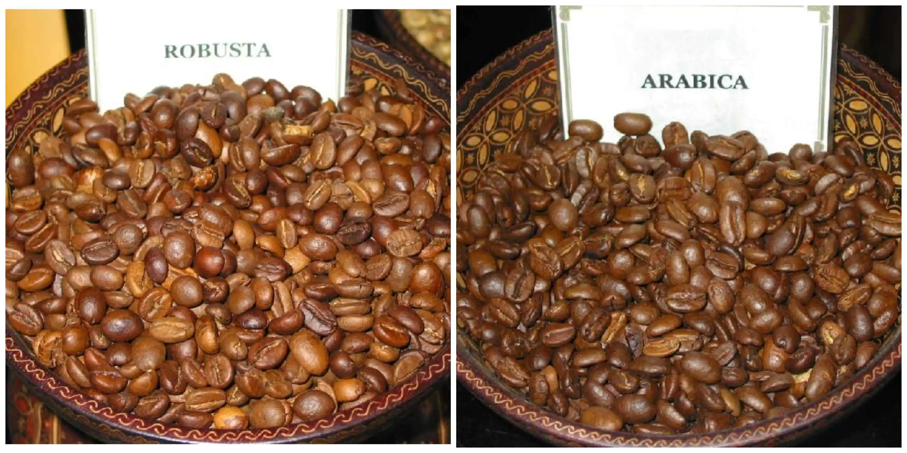 6 Perbedaan Kopi Robusta Dan Arabika Ketahui Perbedaannya