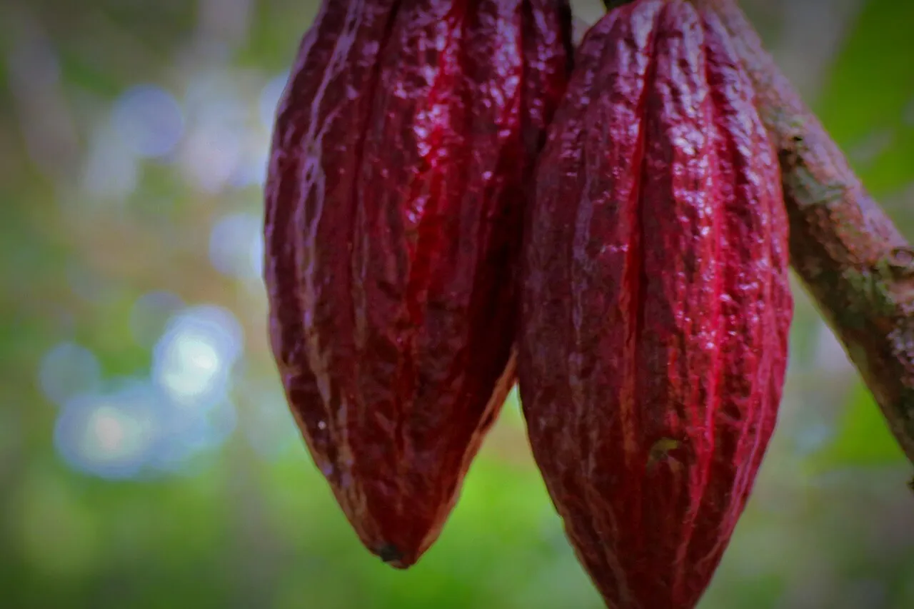 Buah kakao berwarna merah menggantung di pohon