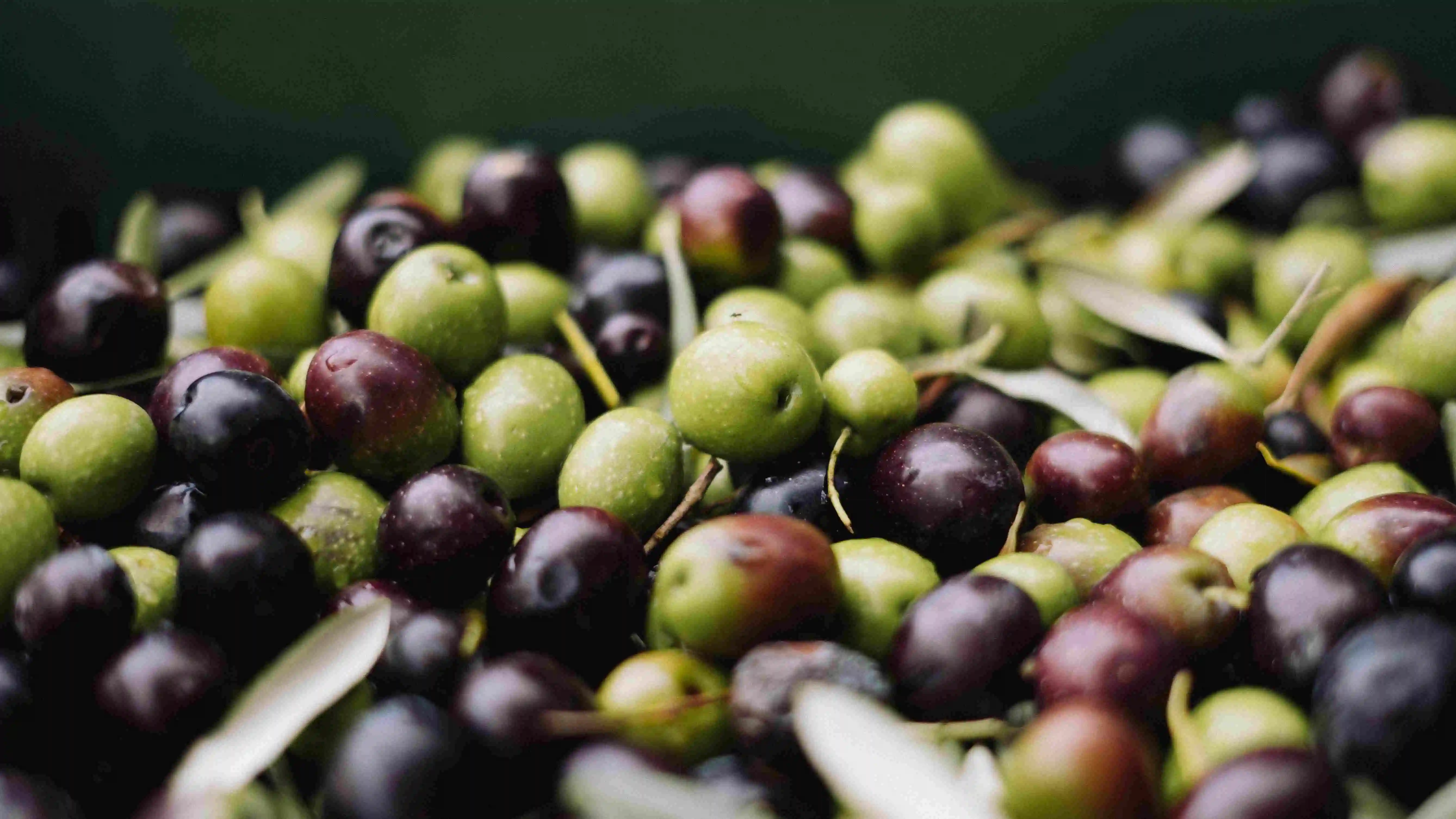 buah zaitun hitam dengan zat besi paling tinggi