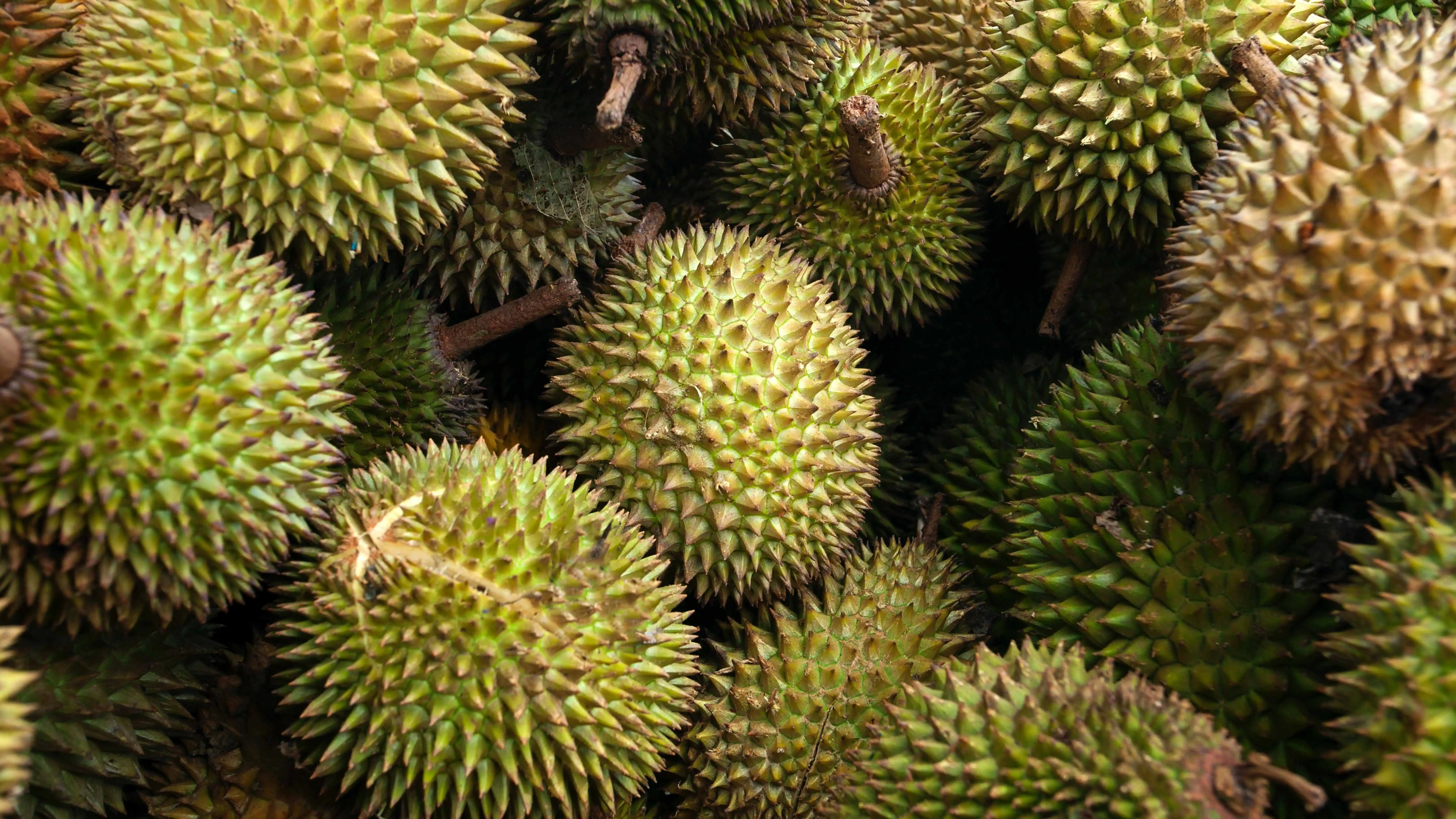 Tak Perlu Takut, Ini Dia Cara untuk Hilangkan Bau Durian di Mulut!