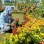Siska Novera Icaa