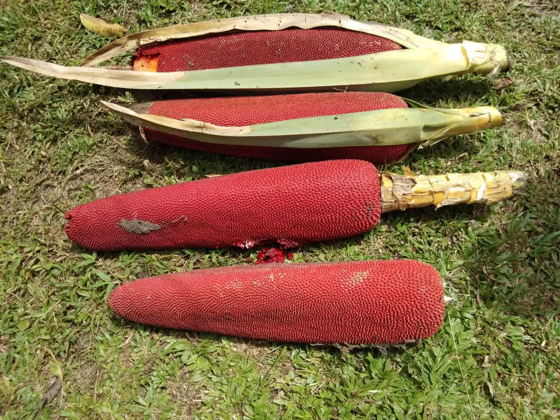 buah merah oleh-oleh khas sorong