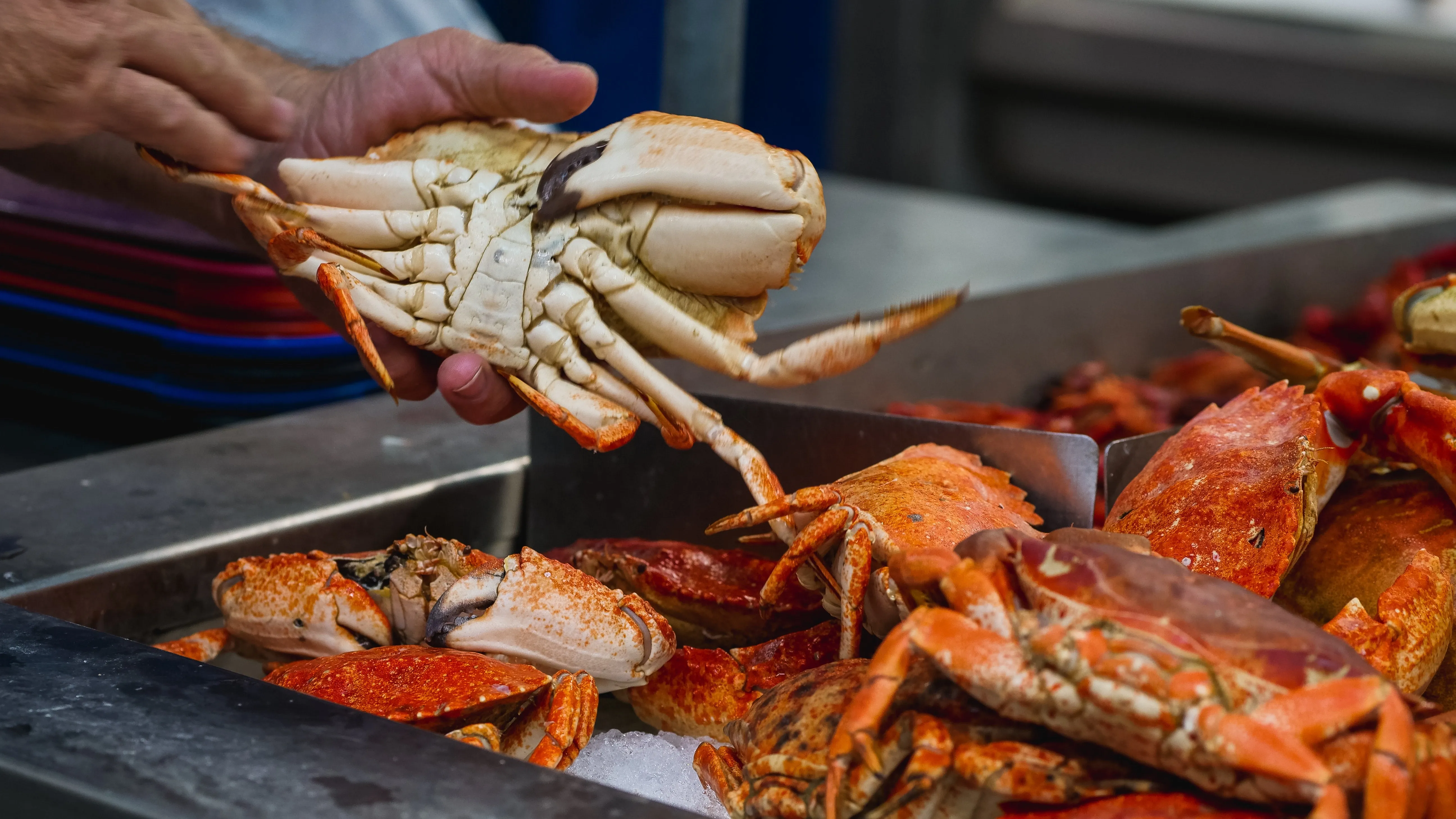 melepaskan cangkang kepiting