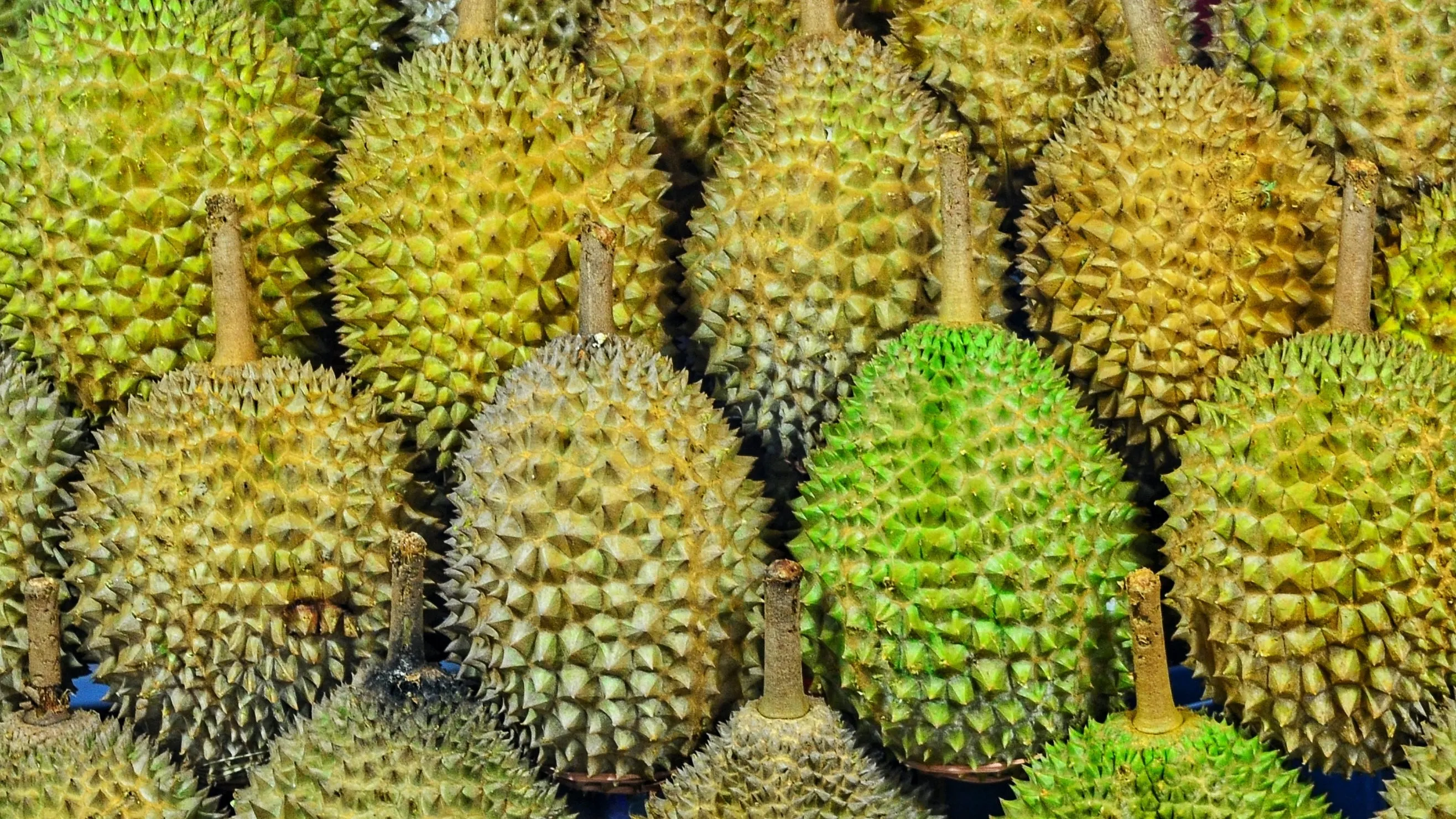 cara memilih durian yang bagus