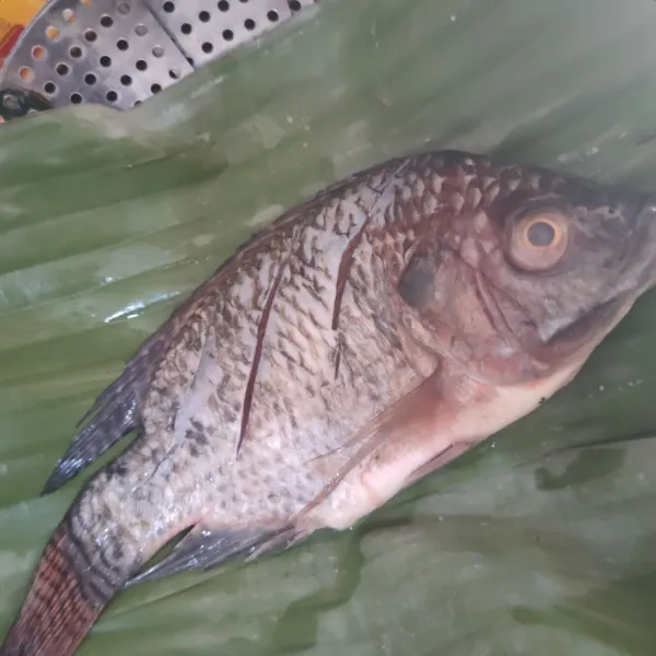 Siapkan ikan nila, sisit di bagian dagingnya.