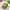 Sayur Bening Caisim Jagung Manisa