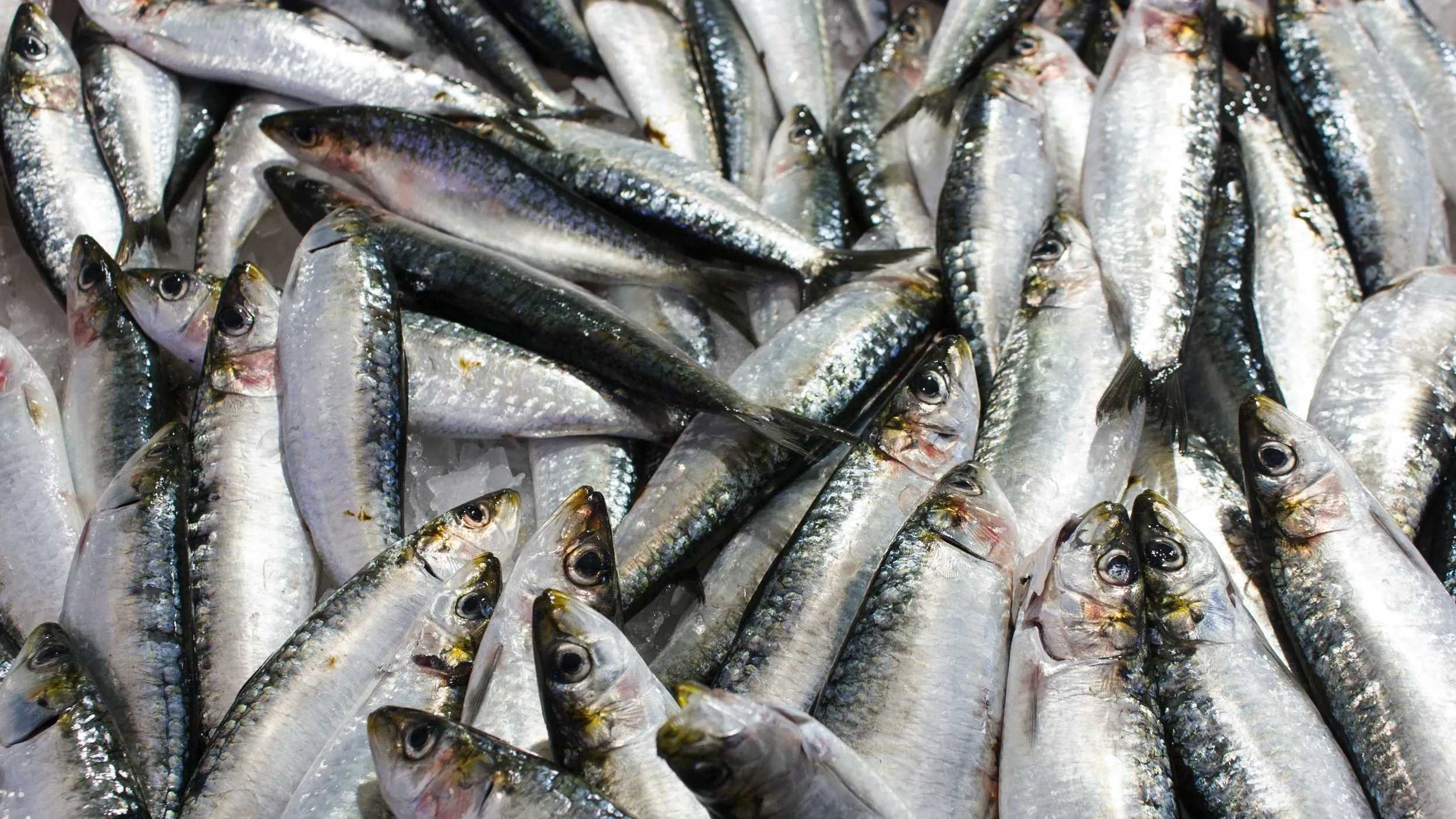 ikan sarden sumber protein murah