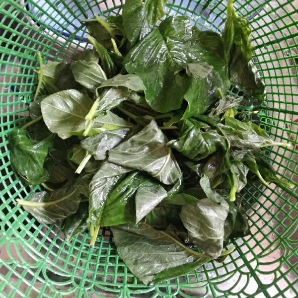 Petik daun bayam.