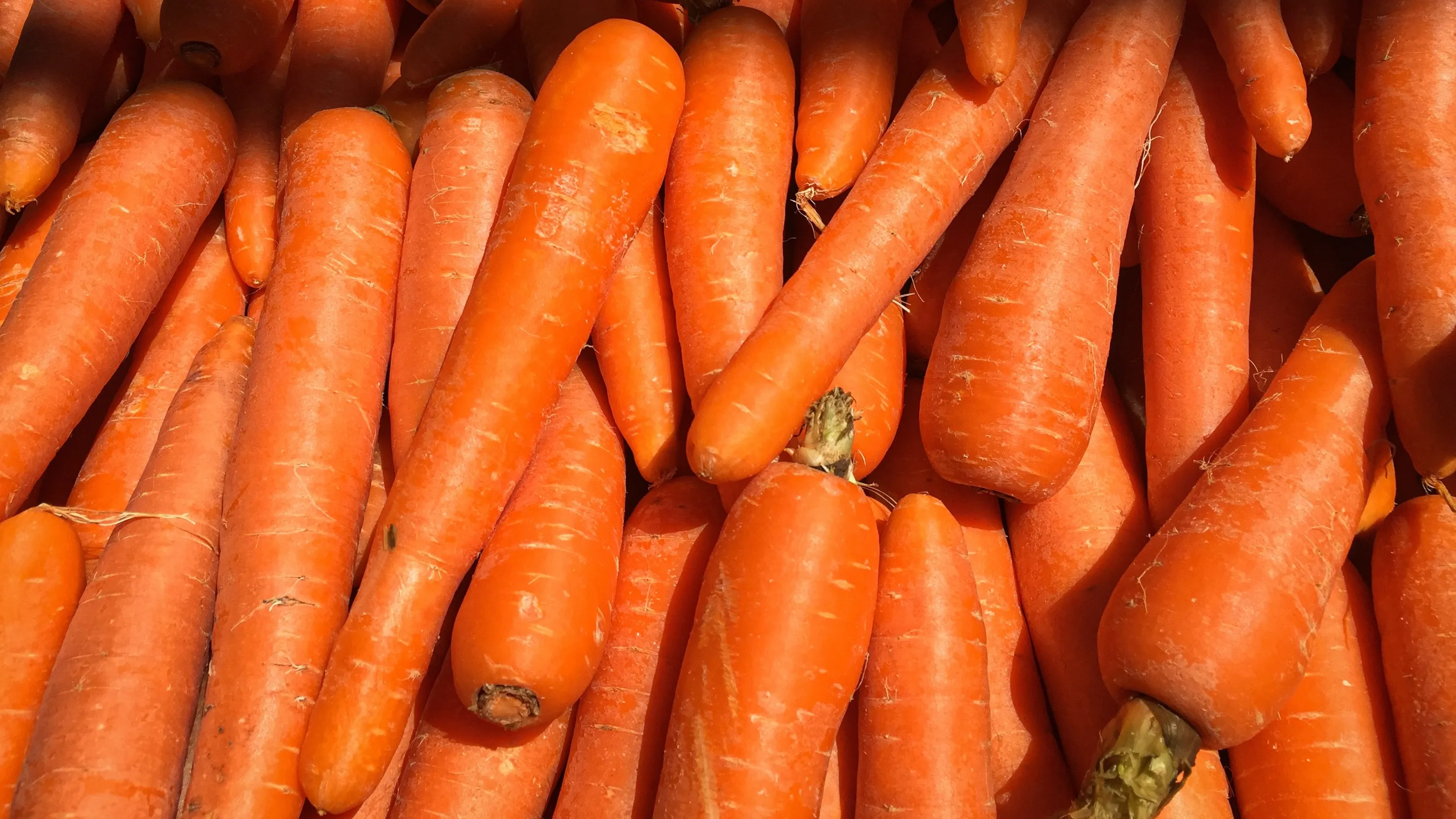 wortel sayuran penurun darah tinggi