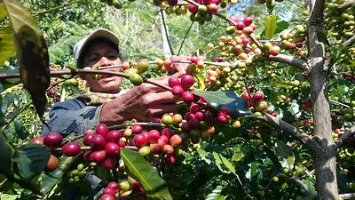 Seorang petani kopi sedang memetik biji kopi yang telah matang