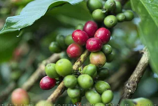 Tanaman biji kopi berwarna merah dan hijau