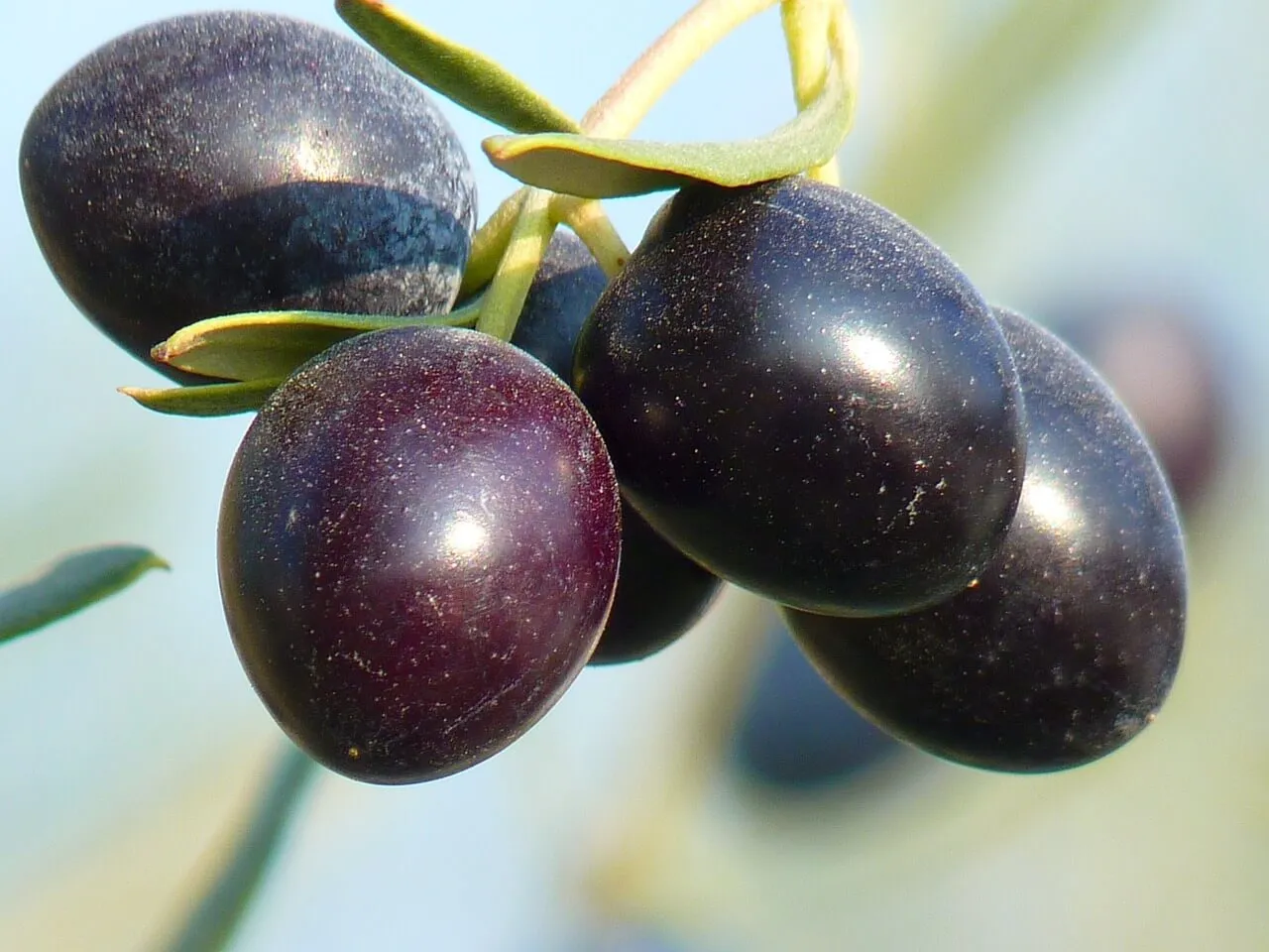 Buah zaitun hitam untuk darah rendah