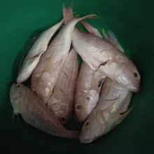 Cuci bersih ikan, kemudian kerat-kerat dan perasi jeruk nipis, marinasi selama 5 menit.