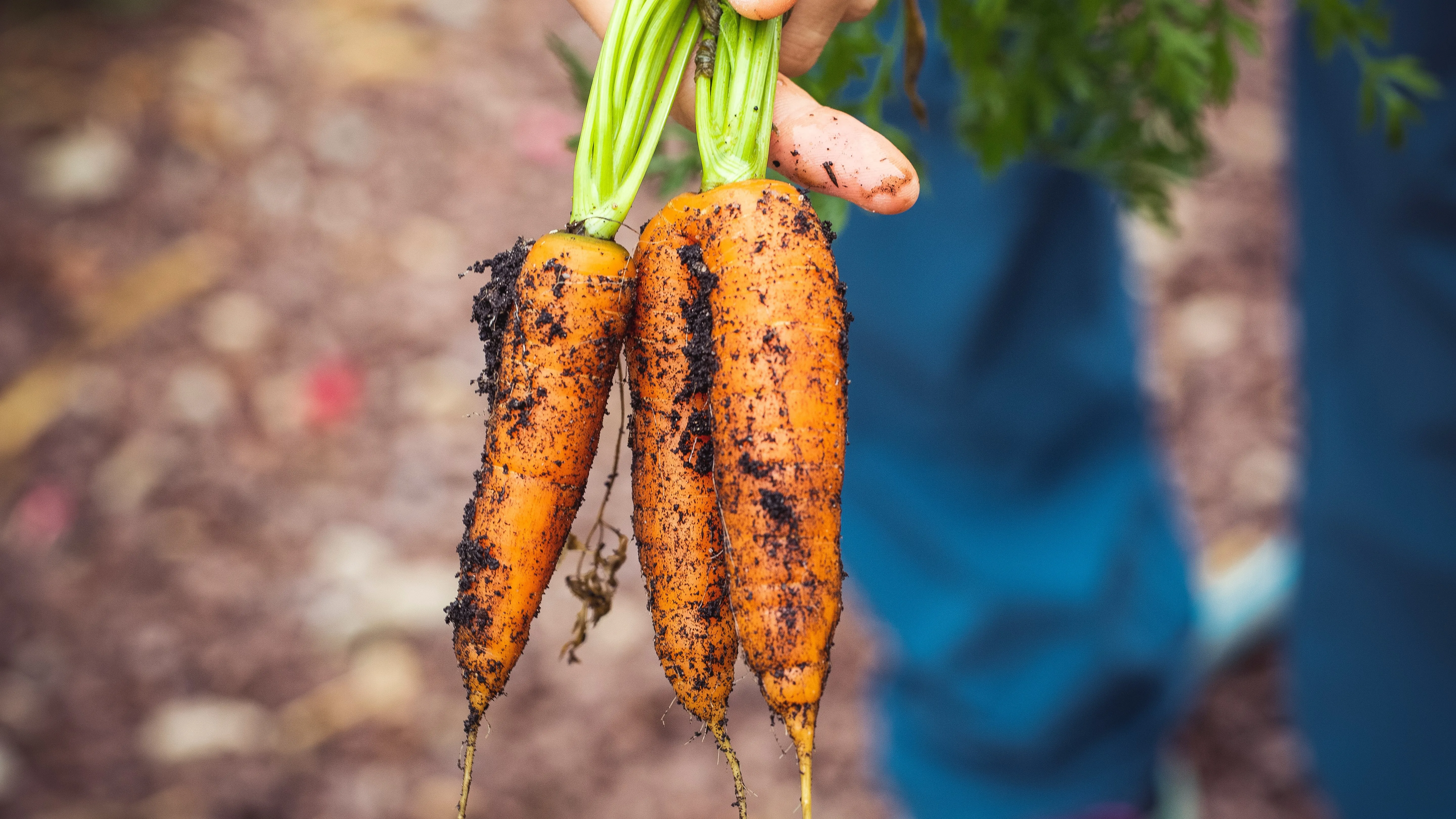 sayur yang belum dicuci tidak boleh dikonsumsi oleh ibu hamil