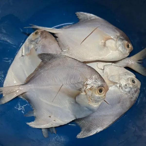 Cuci bersih ikan dan buang kotoran perutnya. Beri 1 keratan di tubuh ikan.