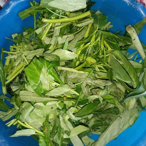 Petikan kangkung lalu cuci.