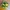 Sayur Bening Bayam Jagung Manis