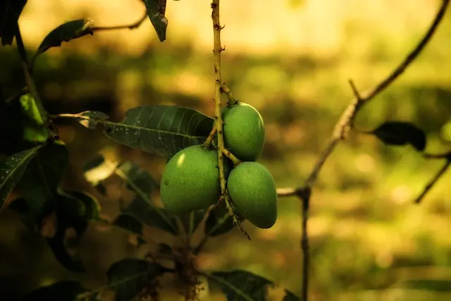 jenis mangga madu