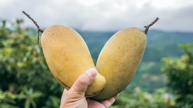 jenis mangga totapuri