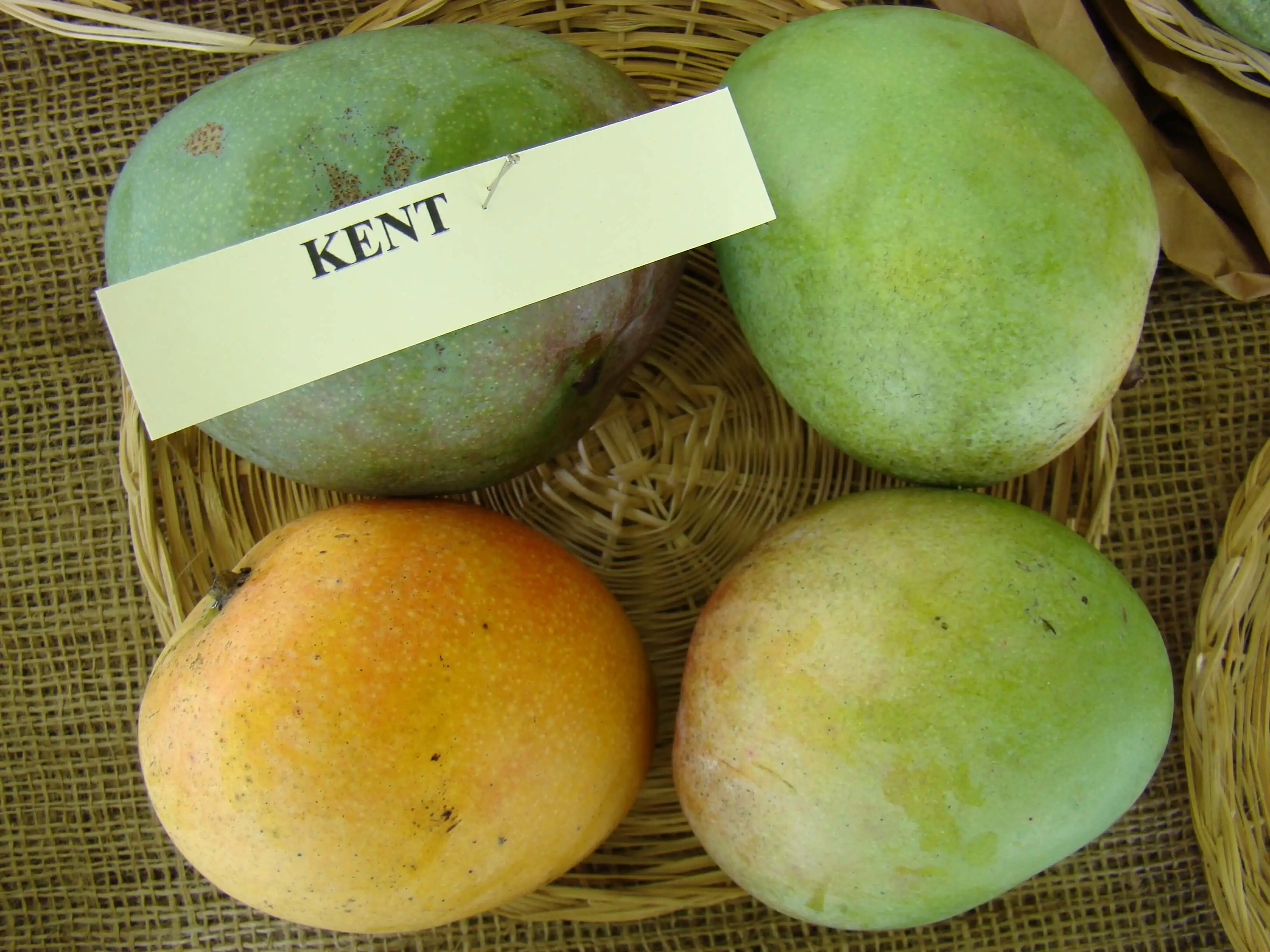 jenis mangga kent