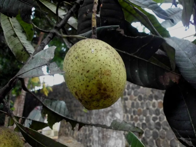 jenis mangga kweni