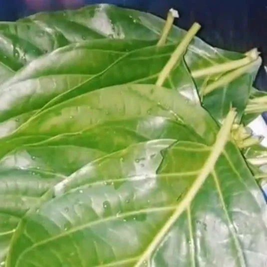 Cuci bersih daun mengkudu