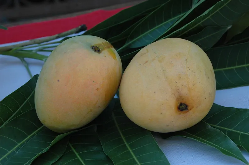 mangga gedong gincu oleh oleh khas cirebon