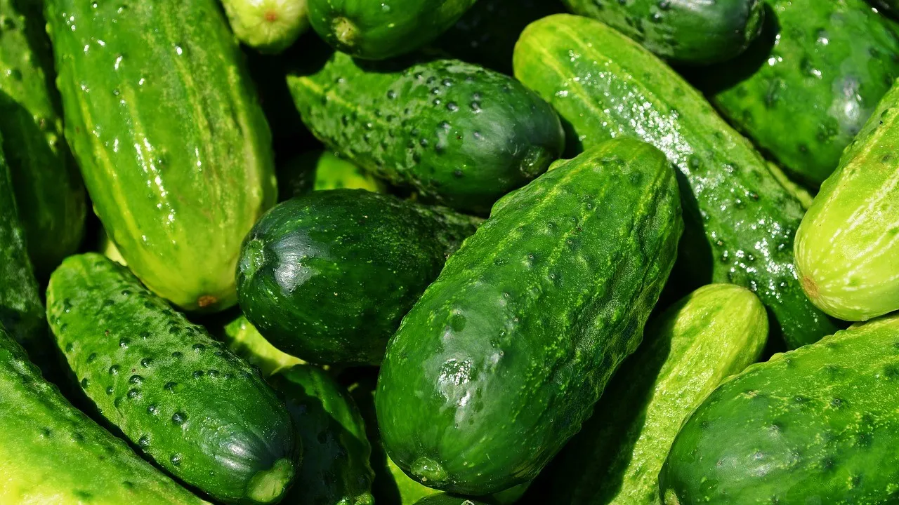 10 Manfaat Timun untuk Kesehatan Tubuh dan Wajah